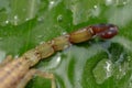 Israeli Yellow Scorpion stinger and tail. Leiurus hebraeus, the Hebrew deathstalker. A deadly scorpion that can kill a human Royalty Free Stock Photo