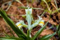 Isreali Negev iris winter blossom