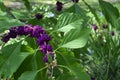 Issai Purple Japanese Beauty berry