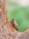 Issid Planthoppers on Jack fruit