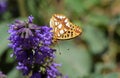 Issoria lathonia , The Queen of Spain fritillary butterfly on flower