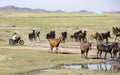 Issy Kul, Kazakastan - June 1, 2017 - Rancher rounds up horses
