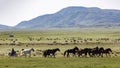 Issy Kul, Kazakastan - June 1, 2017 - Rancher rounds up horses