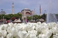 Istanbul Aya-Sofia Royalty Free Stock Photo