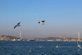 ÃÂ°stanbul bosphorus bridge and seagulls.