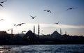 Istanbul city with flying seagulls