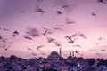 Istanbul cityscape - panoramic scenic view of Suleymaniye Mosque with flock of birds at sunset. Silhouettes of minarets on sunset