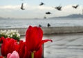 Istanbul coast and rain drops after tulips