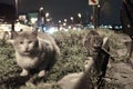 Istanbul evening, where a group of homeless cats find solace in the dimly lit streets