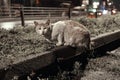 Istanbul evening, where a group of homeless cats find solace in the dimly lit streets