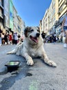 Istanbul, Istiklal Street, the cute stray dog is sitting in the middle of the street.