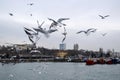 Istanbul, Kadikoy dancing seagulls on the pier Royalty Free Stock Photo