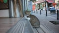 Istanbul, a City that Loves Cats