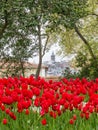 Istanbul landscape, view of the Galata Tower through tree branches and bright red tulips in Gulhane Park