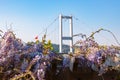 Istanbul in the spring. Bosphorus Bridge and wisteria flowers