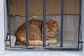 Istanbul stray cat Royalty Free Stock Photo
