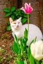 An Istanbul street cat sits in a flowerbed near a tulip flower. Royalty Free Stock Photo