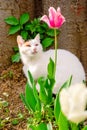 An Istanbul street cat sits in a flowerbed near a tulip flower. Royalty Free Stock Photo