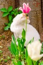 An Istanbul street cat sits in a flowerbed near a tulip flower. Royalty Free Stock Photo