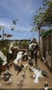 Istanbul, Turkey - April 29, 2022 - pigoen keeper watches his pigeons take flight