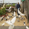 Istanbul, Turkey - April 29, 2022 - pigoen keeper watches his pigeons take flight