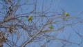 Istanbul. Turkey. Birds in the city.