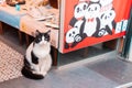 23.10.2019 Istanbul, Turkey. A black-and-white street cat sits near a market window with a drawing of pandas. Concept of travel Royalty Free Stock Photo