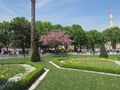 Istanbul, Turkey, city park, sakura blossom.