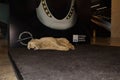 Istanbul, Turkey. dog sleeping at Istanbul Sabiha Gokcen International Airport