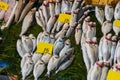 Istanbul, Turkey, 20.12.2019: Fresh seafood on the counter top of the fish market, for sale Royalty Free Stock Photo