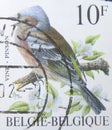 Isolated Belgium Stamp