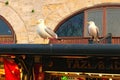 Two seagulls at the top of the roof of kiosk with fresh fish. Birds are waiting for food.