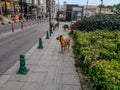 A flock of stray dogs on a city street in Istanbul. Several homeless animals on the sidewalk