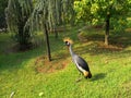 Peacock in Faruk Yalcin zoo in istanbul 2