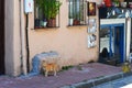 Istanbul, TURKEY, September 20, 2018. Red cat standing on sidewalk near the entrance to a small cafe