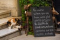 Street Cat in Galata Istanbul