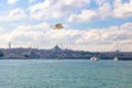 Istanbul view. Seagull and cityscape of Istanbul with cloudy sky