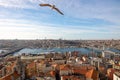 Istanbul view. Seagull and cityscape of Istanbul