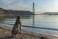 istanbul yavuz sultan selim bridge taken from the beach towards sunset people dogs Royalty Free Stock Photo