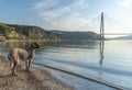 istanbul yavuz sultan selim bridge taken from the beach towards sunset people dogs Royalty Free Stock Photo