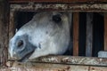 Horse muzzle in a small window in the stable. Farm animals close up. Royalty Free Stock Photo