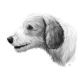 Istrian Coarse-haired Hound, Istrian Rough-coated Hound dog digital art illustration isolated on white background. Croatia origin