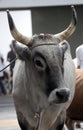 Istrian ox, Boskarin cow exhibited at the fair in Bjelovar, Croatia