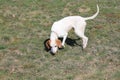 Istrian Shorthaired Hound Royalty Free Stock Photo