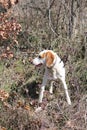 Istrian Shorthaired Hound Royalty Free Stock Photo