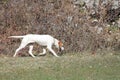 Istrian Shorthaired Hound Royalty Free Stock Photo