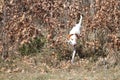 Istrian Shorthaired Hound