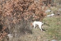 Istrian Shorthaired Hound