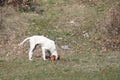 Istrian Shorthaired Hound hunts field mice Royalty Free Stock Photo