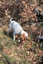 Istrian Shorthaired Hound hunts field mice